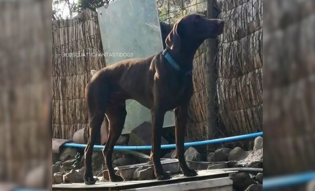 Weimaraner x German Shorthaired Pointer