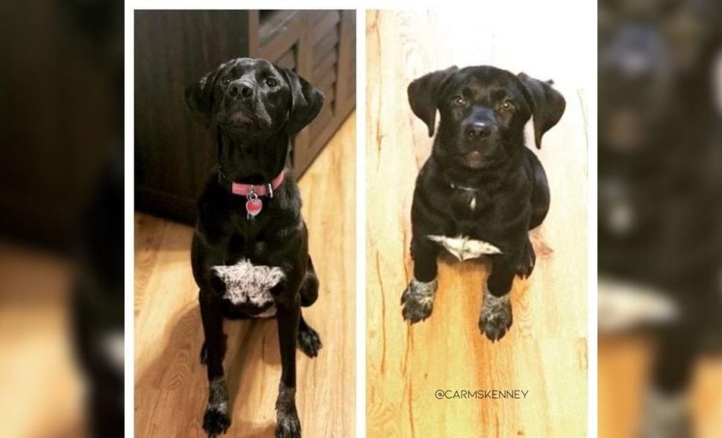 Weimaraner x Great Pyrenees