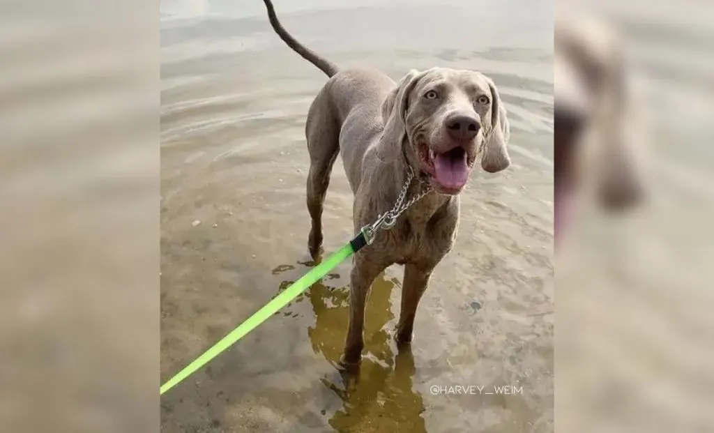 Weimaraner x Husky