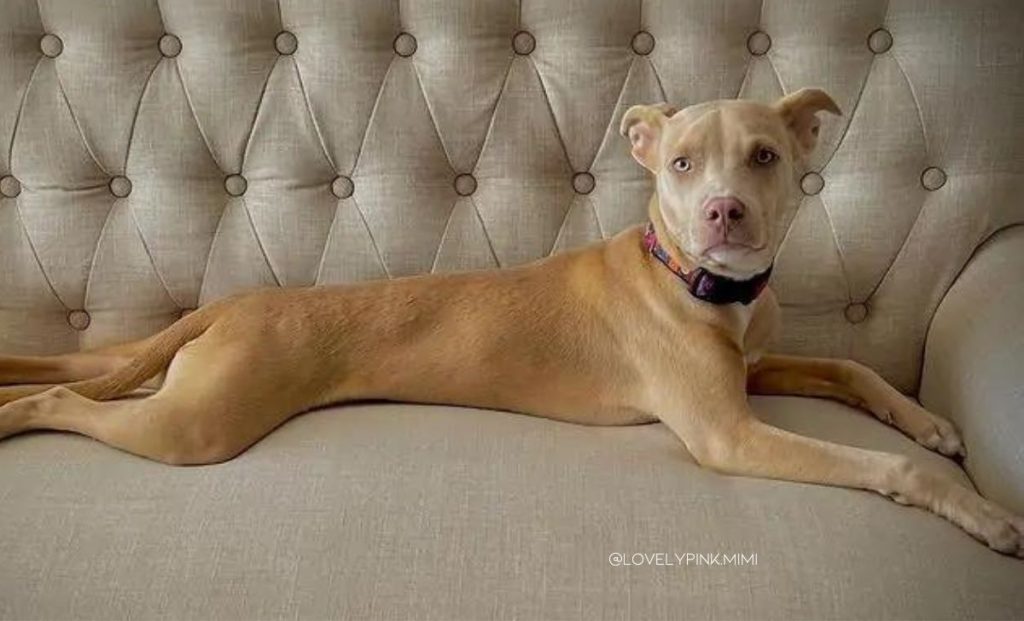 Weimaraner x Pitbull