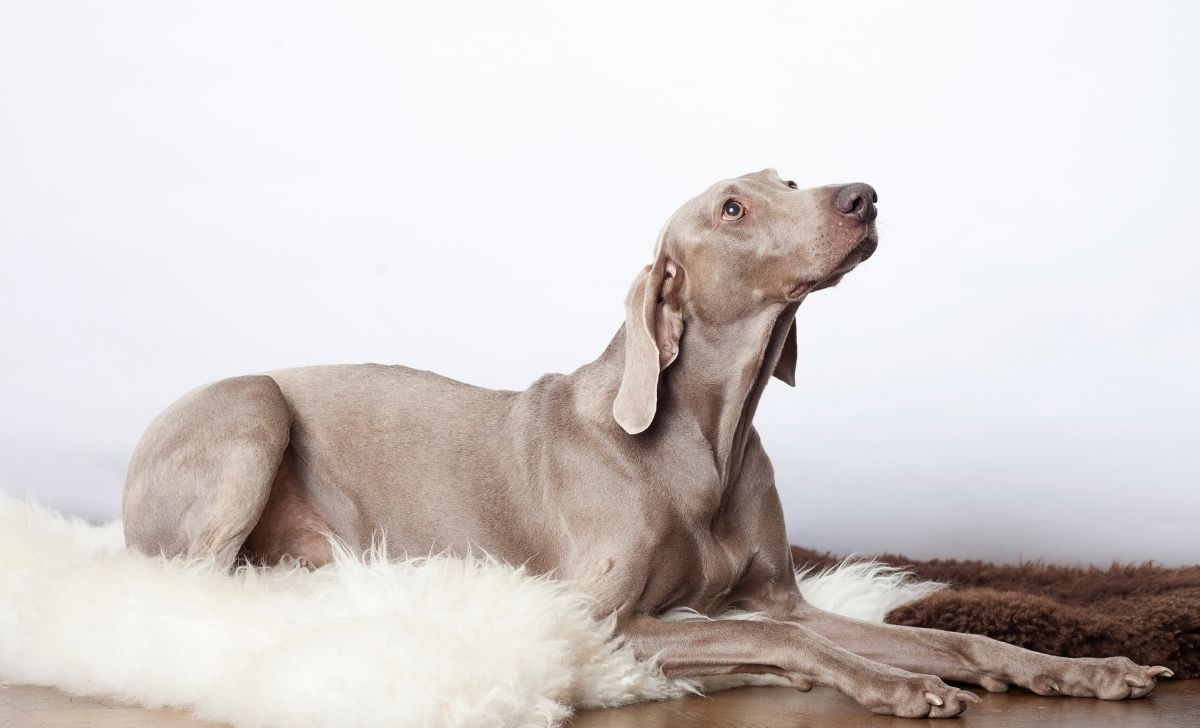 A Complete Weimaraner Growth Chart And Growth Stages