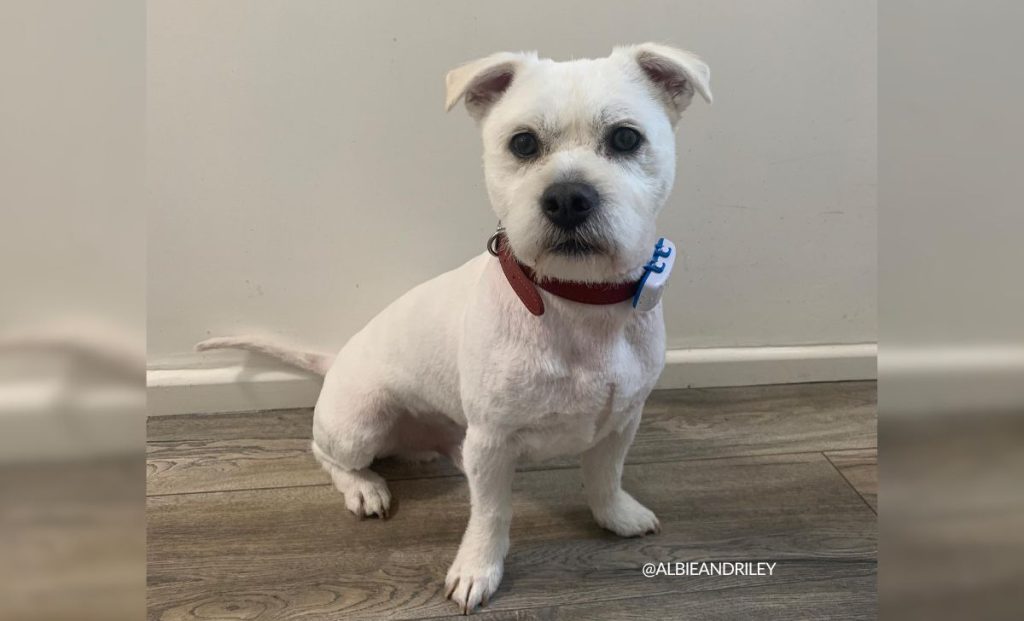 West Highland White Terrier x Pug