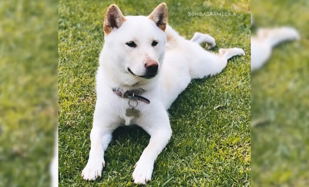 White shiba inu