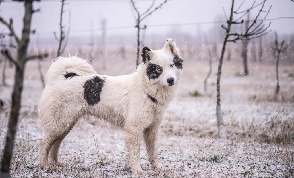 Yakutian Laika