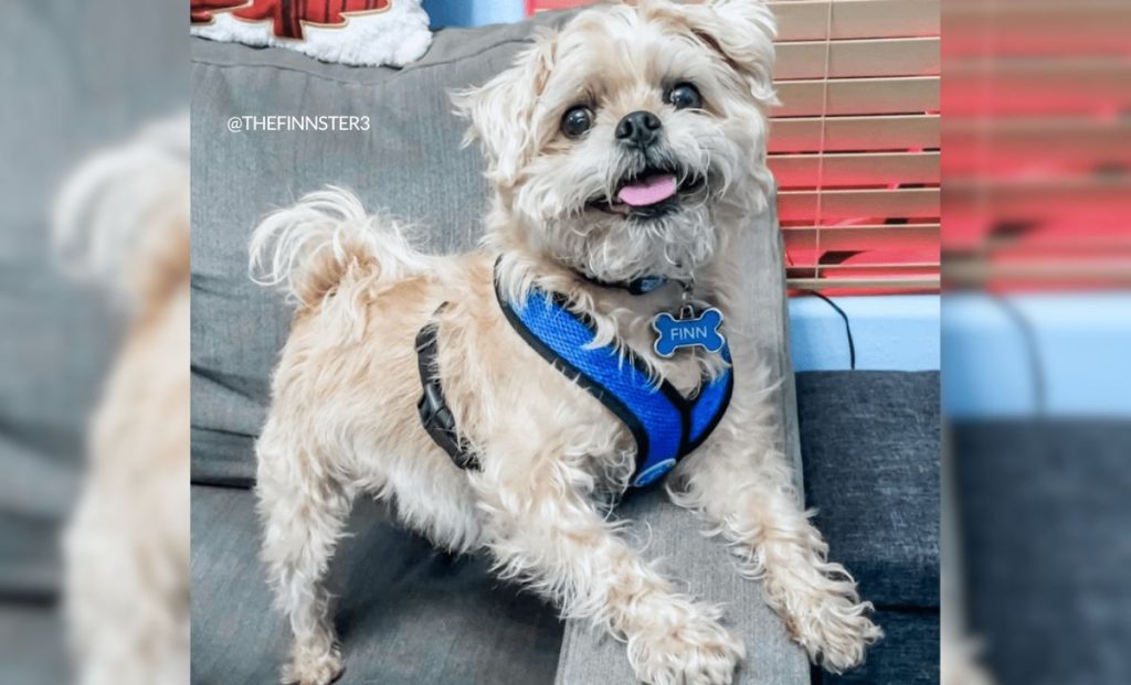 Yorkshire Terrier Pug Mix