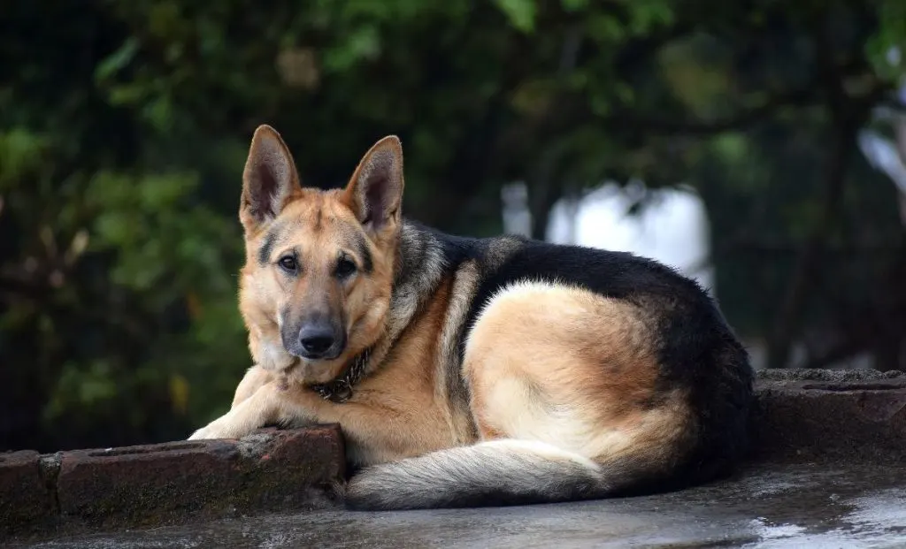 Your Guide To Hip And Elbow Dysplasia In Dogs