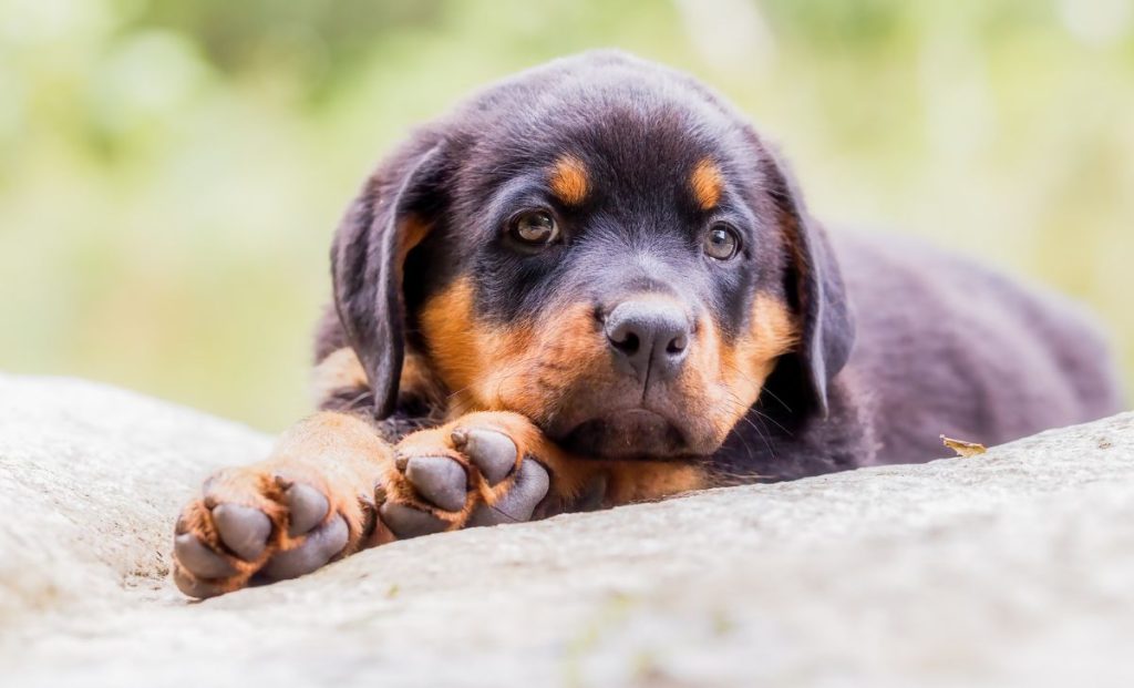 Your Guide To Hip And Elbow Dysplasia In Dogs