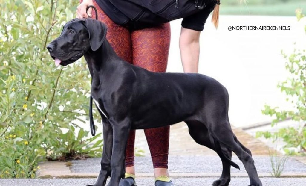 black great dane