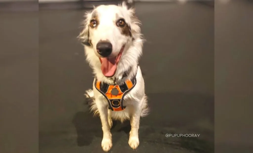 19 Borzoi Mixes With Long Snouts And Loving Hearts