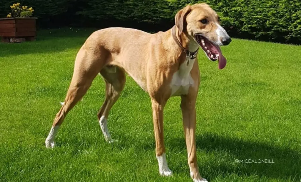 borzoi saluki