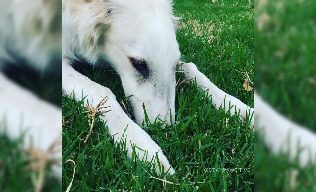 borzoi whippet