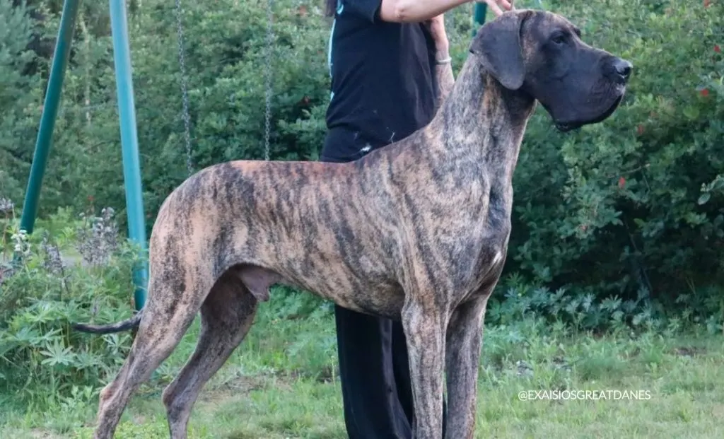 brindle great dane