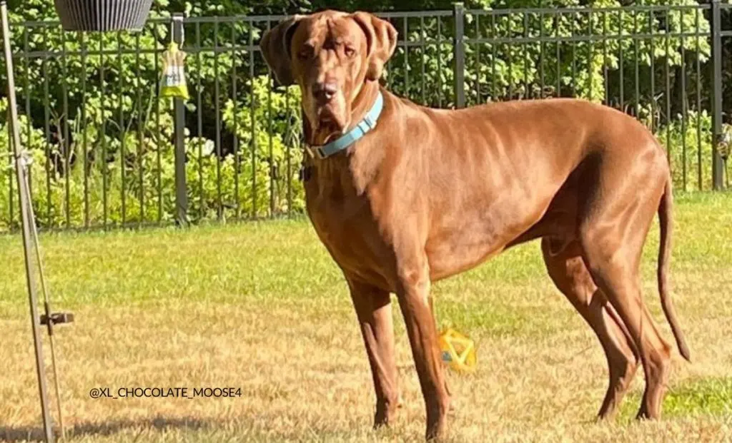 chocolate great dane