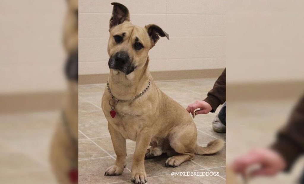 corgi x great dane mix