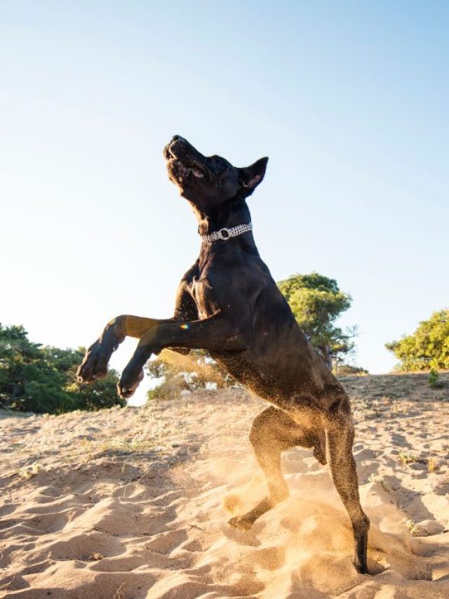 Great Dane