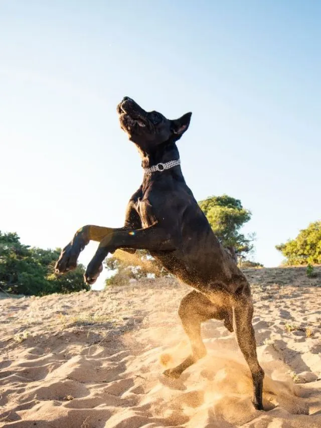Great Dane