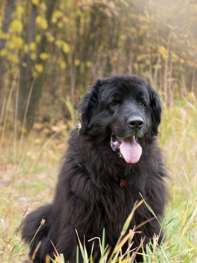 Newfoundland