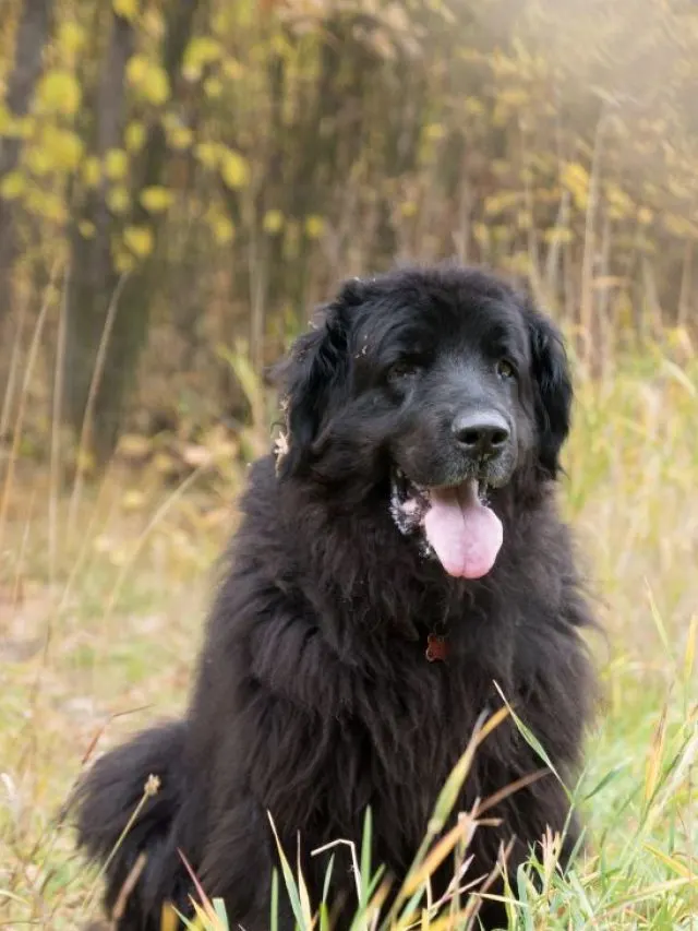 Newfoundland