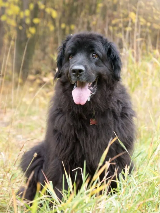 Newfoundland