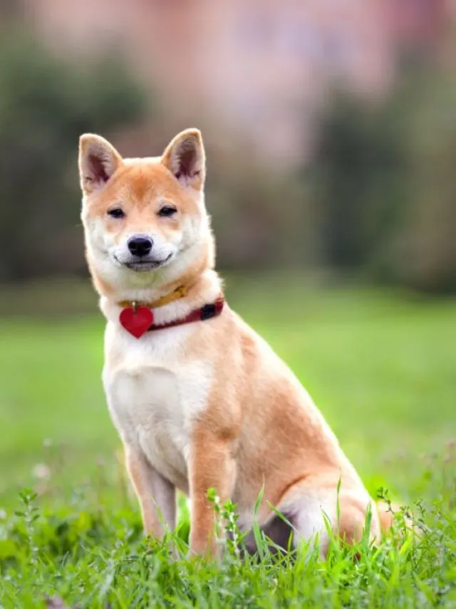 Shiba inu