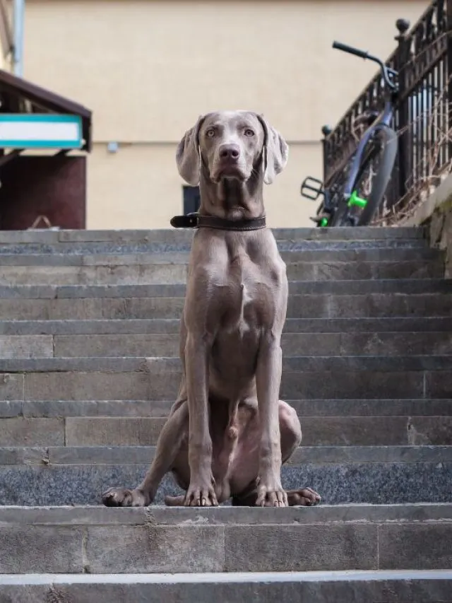Weimaraner