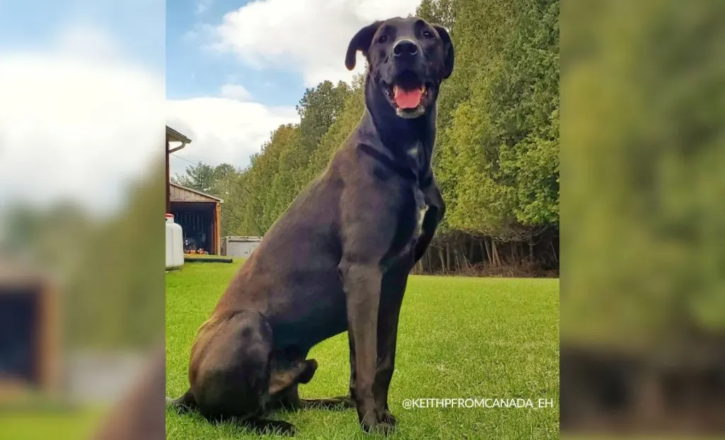 german shepherd x great dane mix