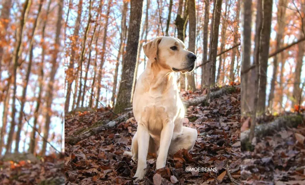 golden retriever x great dane mix