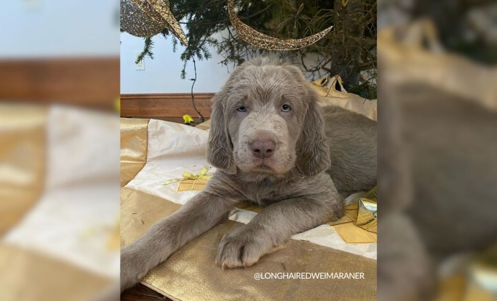 longhairedweimaraner