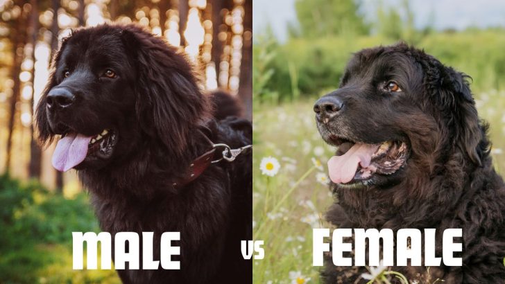 Key Differences In Male Vs Female Newfoundlands (With Pictures)