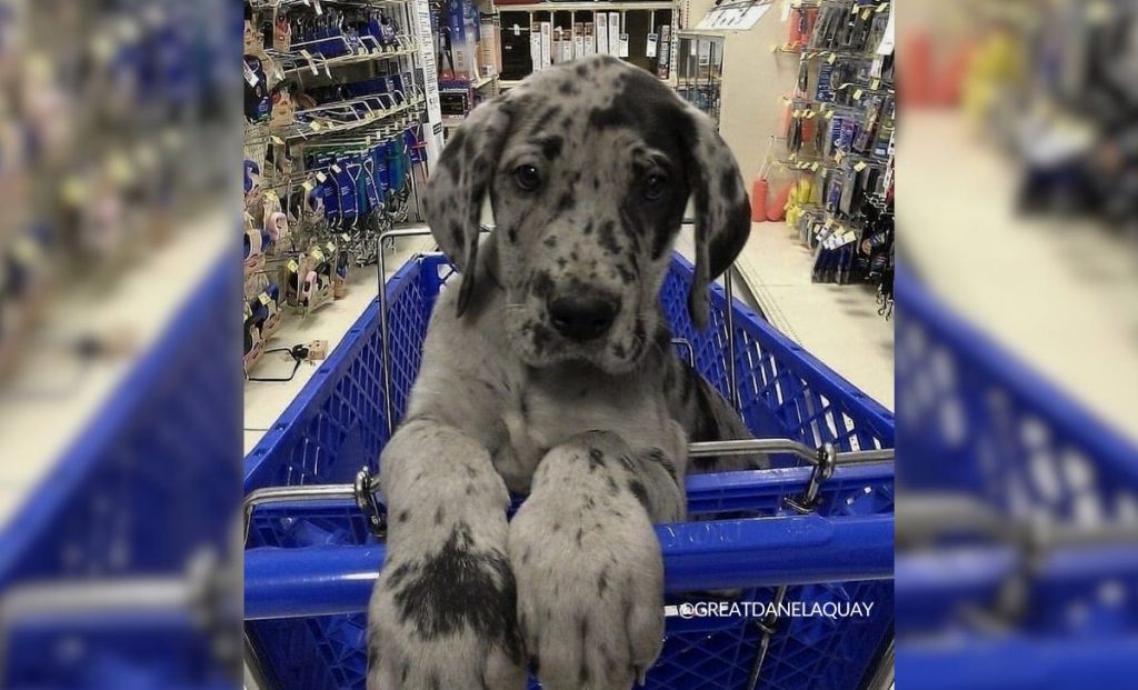 merle great dane