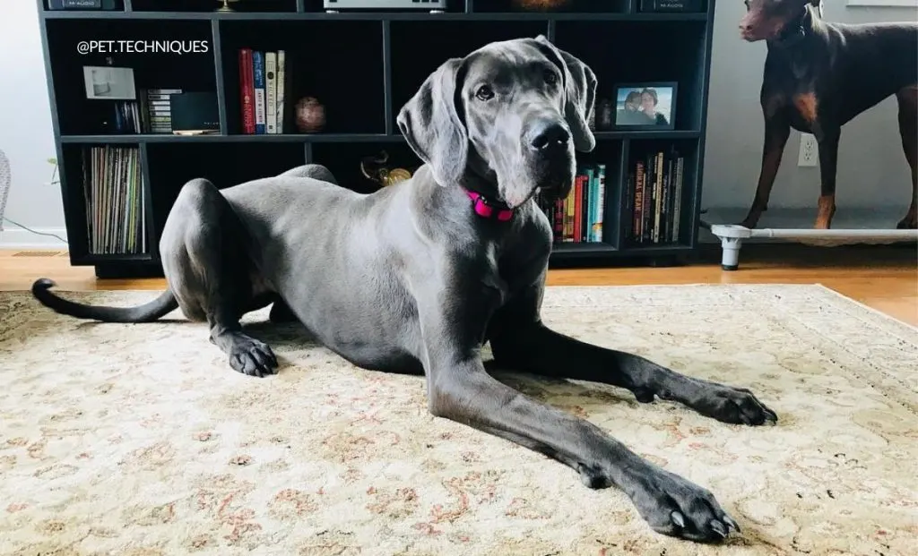 silver great dane