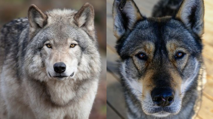 20+ Dogs That Look Like Like Wolves (With Pictures)