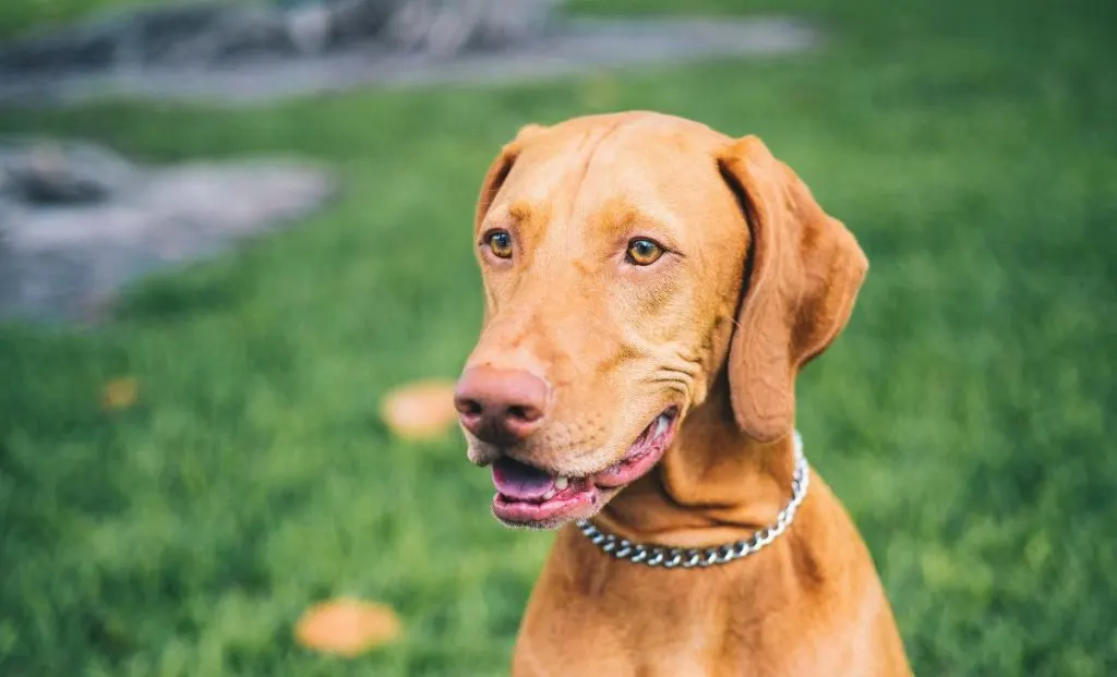 vizsla