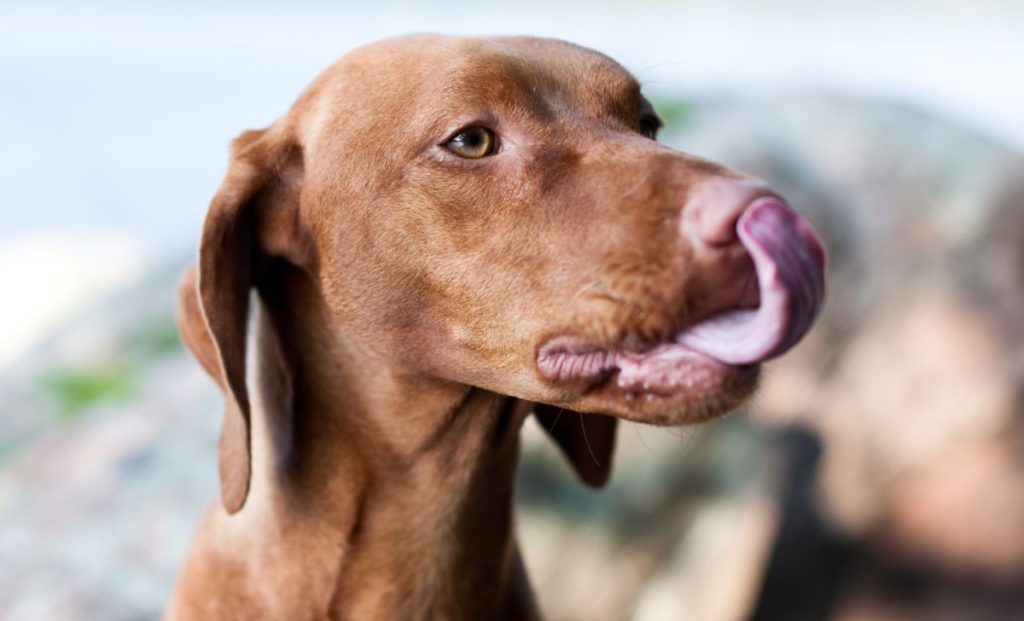 vizsla