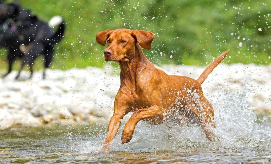 vizsla