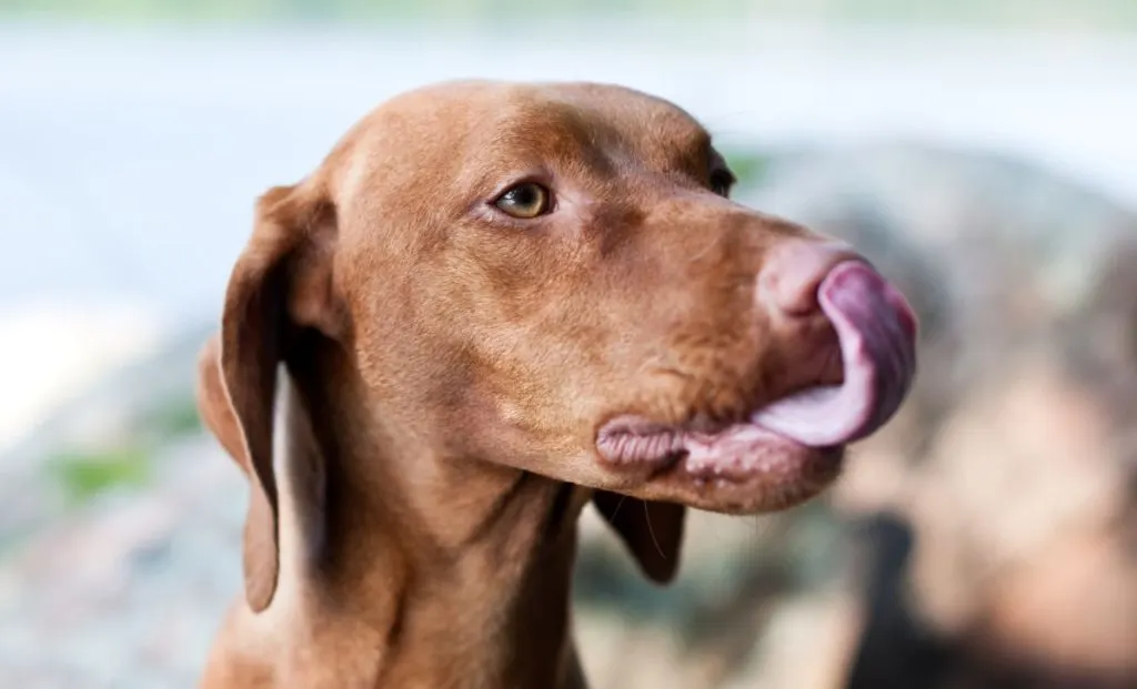 vizsla