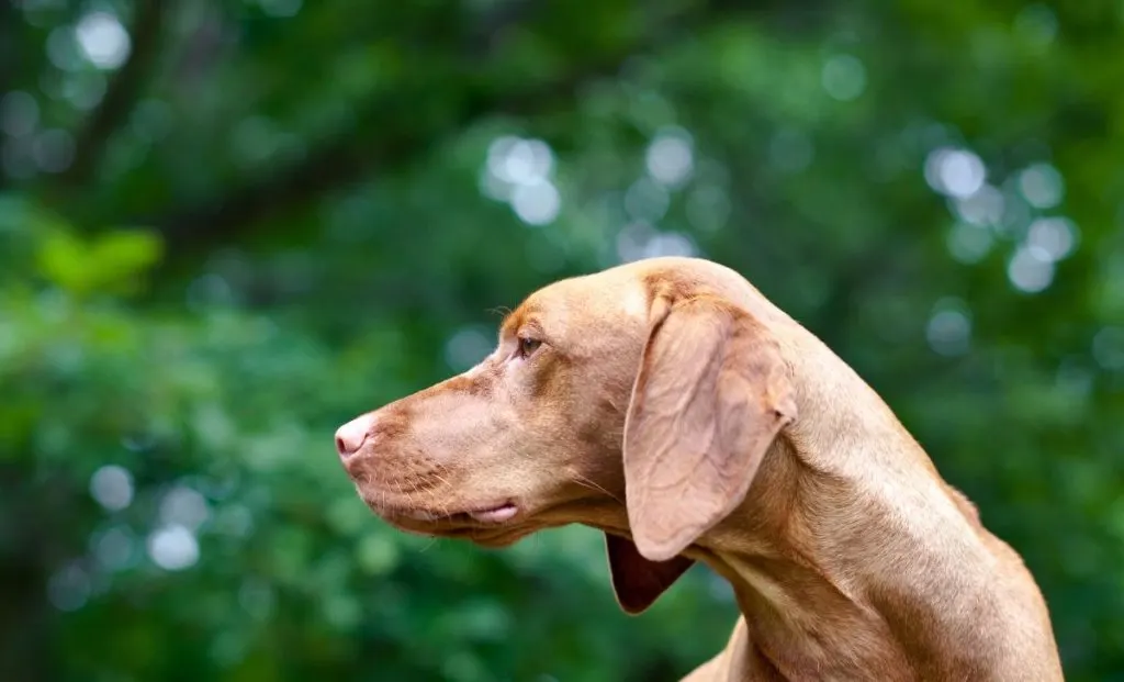 vizsla