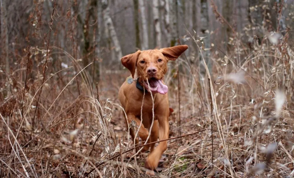 vizsla