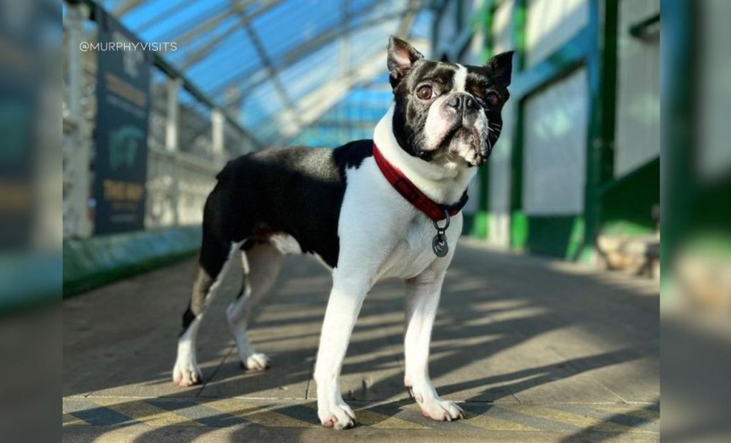 white and black boston terrier