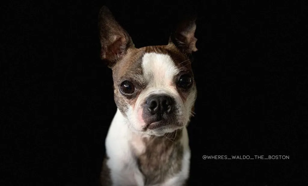 white and brindle boston terrier