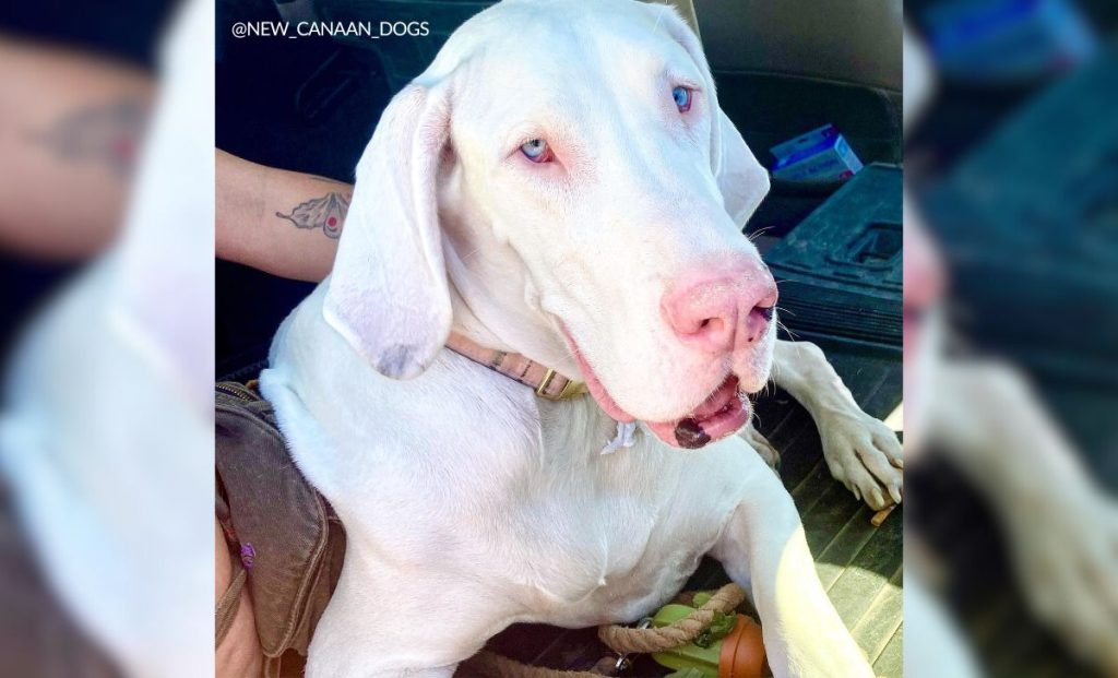 white great dane