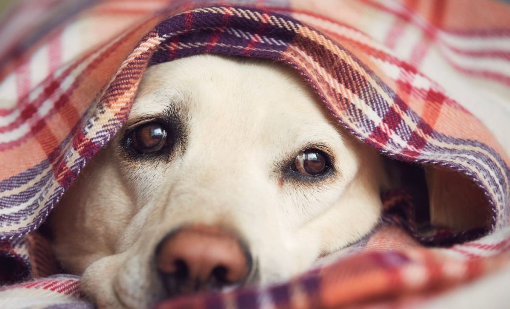 9 Reasons Why Does Your Dog Not Want To Go Outside + 9 Tips
